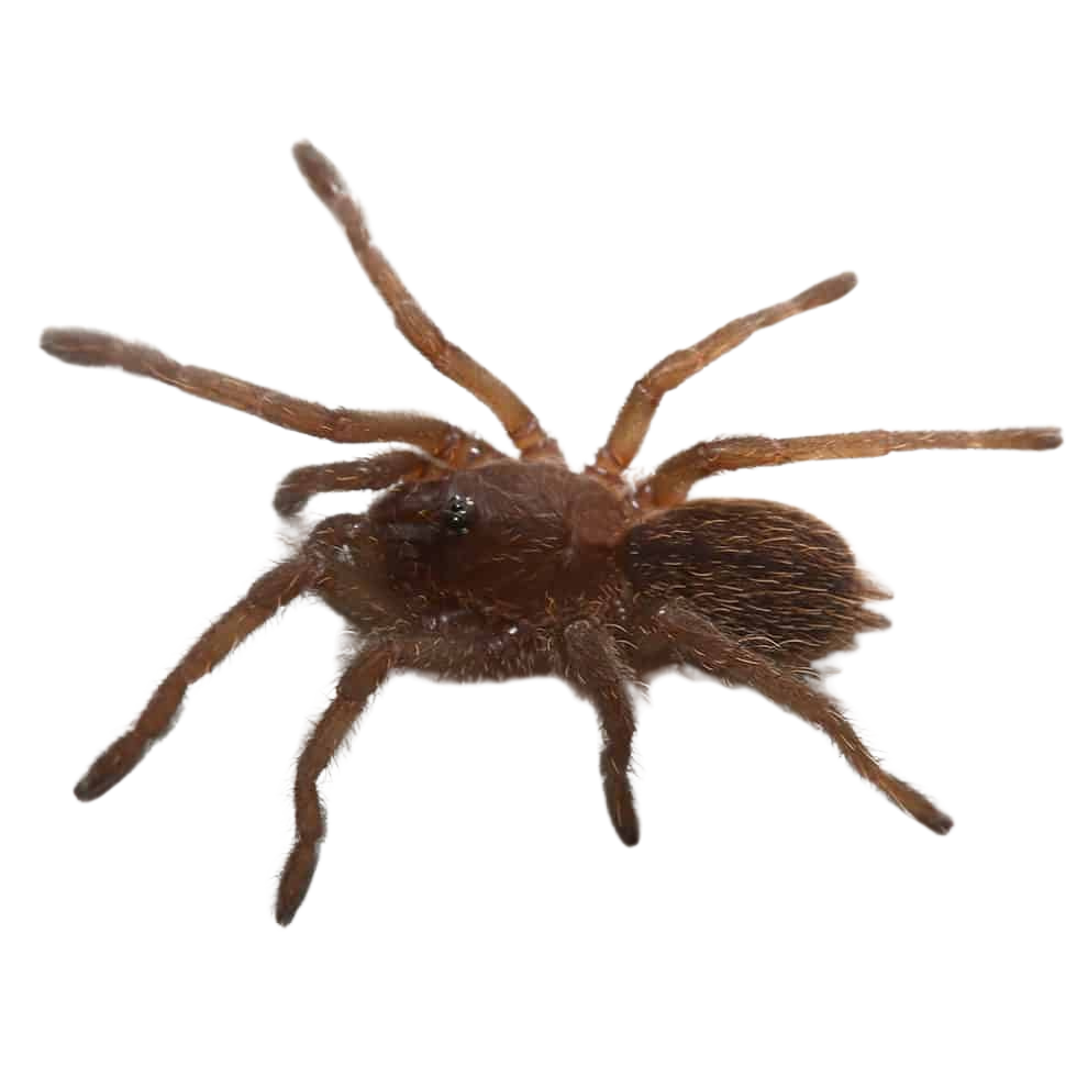 bamboo-earth-tiger-tarantula-25-–-75 (1) bamboo earth tiger tarantula 25 – 75 1
