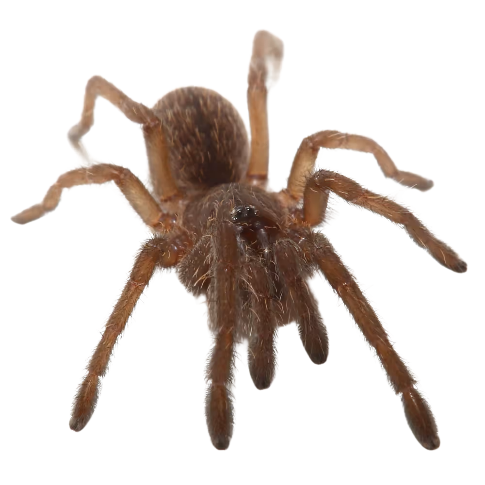 bamboo-earth-tiger-tarantula-25-–-75 (2) bamboo earth tiger tarantula 25 – 75 2
