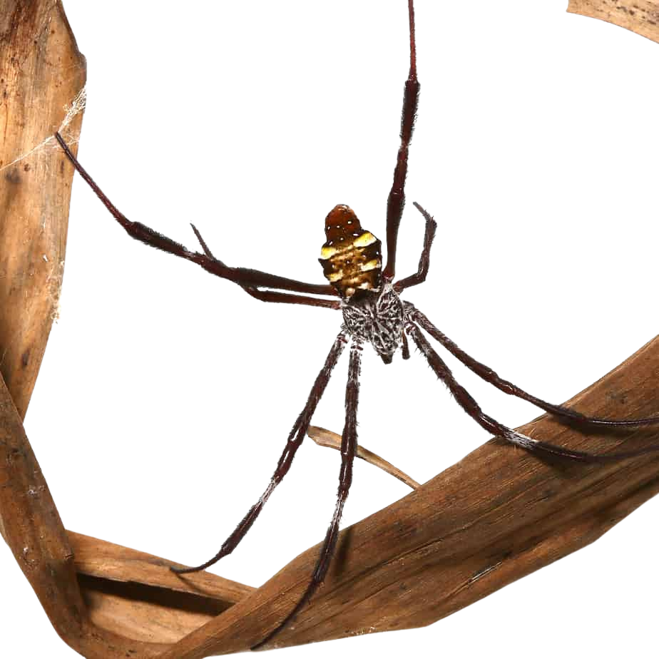 banded-cross-orb-weaver (1) banded cross orb weaver 1