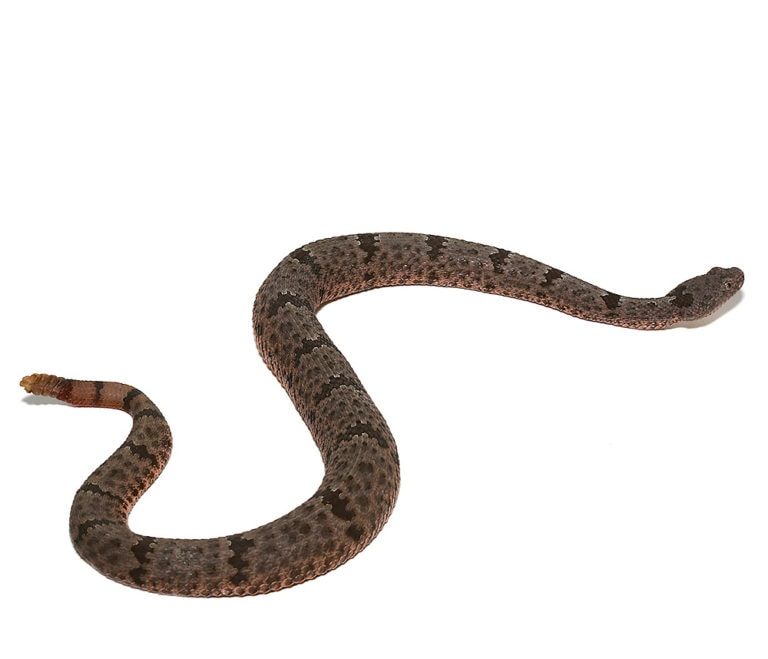 banded-rock-rattlesnake banded rock rattlesnake e1750008938639