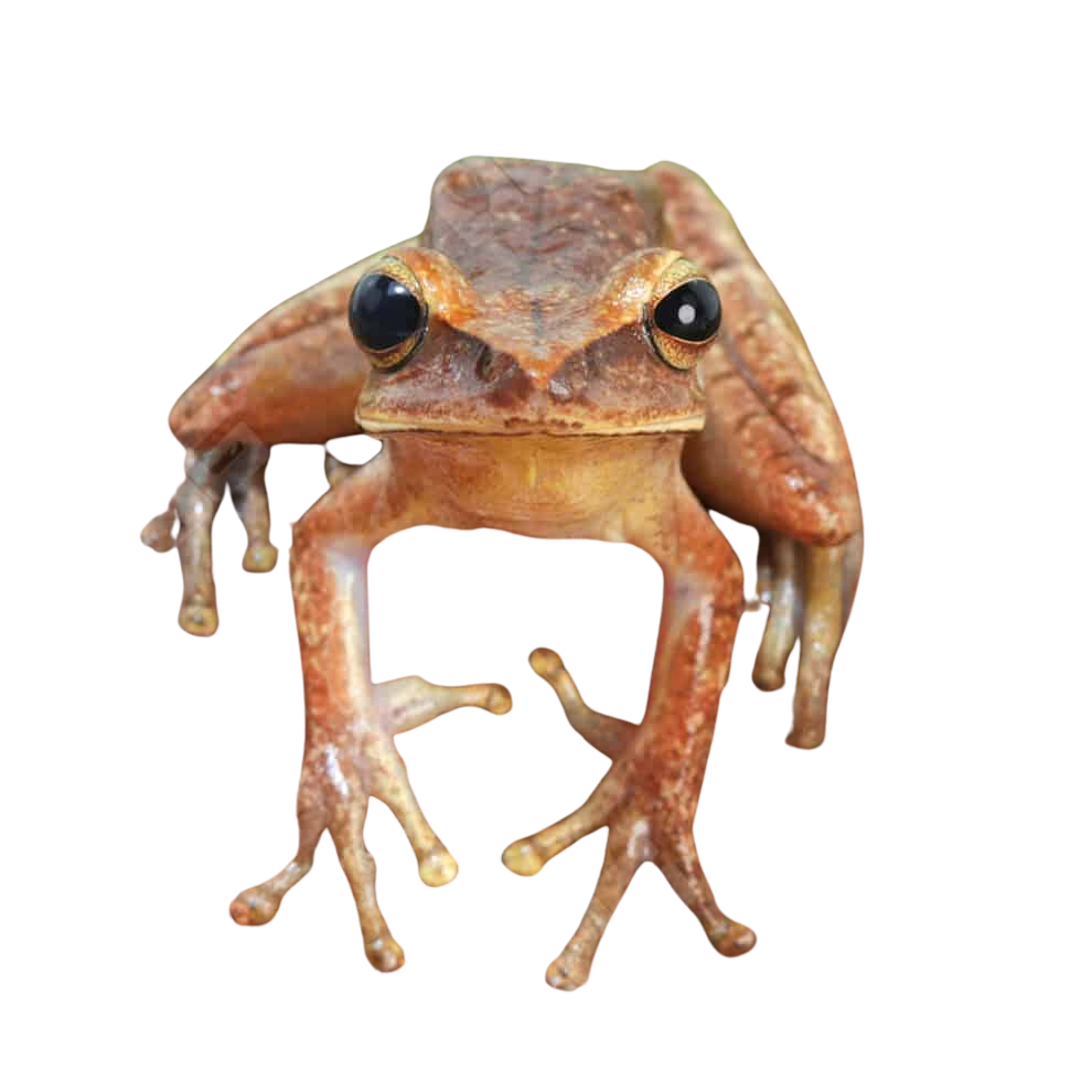 basin-tree-frog (1) basin tree frog 1