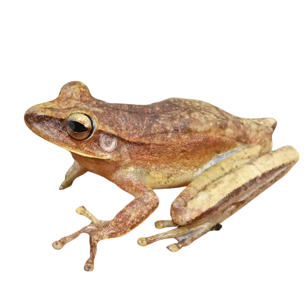 basin-tree-frog (2) basin tree frog 2