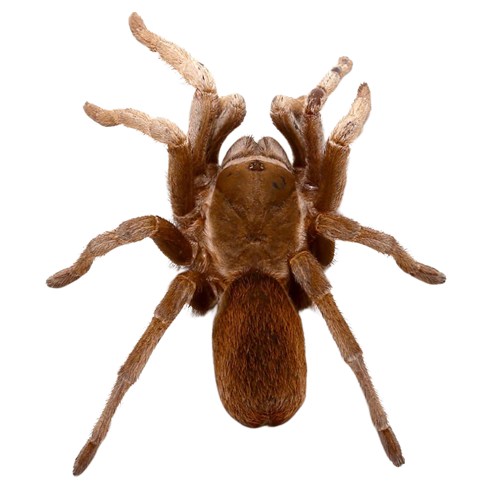 belize-cinnamon-tarantula-25″-–-35 (1) belize cinnamon tarantula 25″ – 35 1