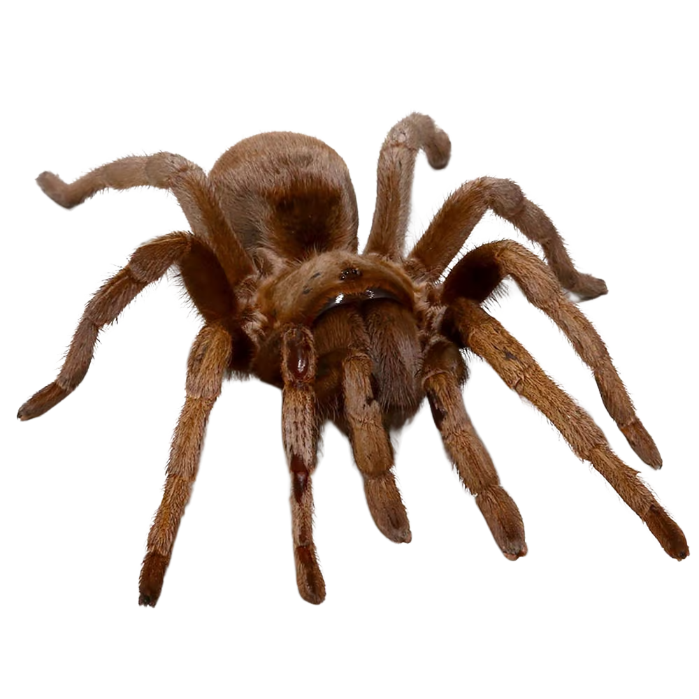 belize-cinnamon-tarantula-25″-–-35 (2) belize cinnamon tarantula 25″ – 35 2