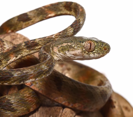 Bengkulu Cat Snake #2