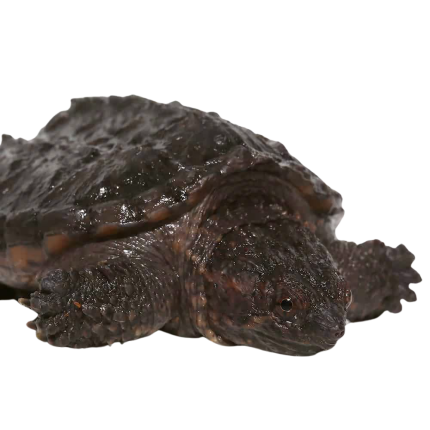 Bent Tail Juvenile Common Snapping Turtle