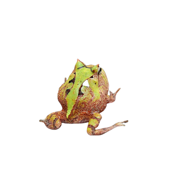 Bi-Color Suriname Horned Frog