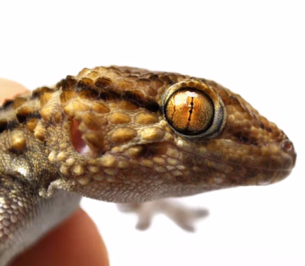 Bibron’s Gecko
