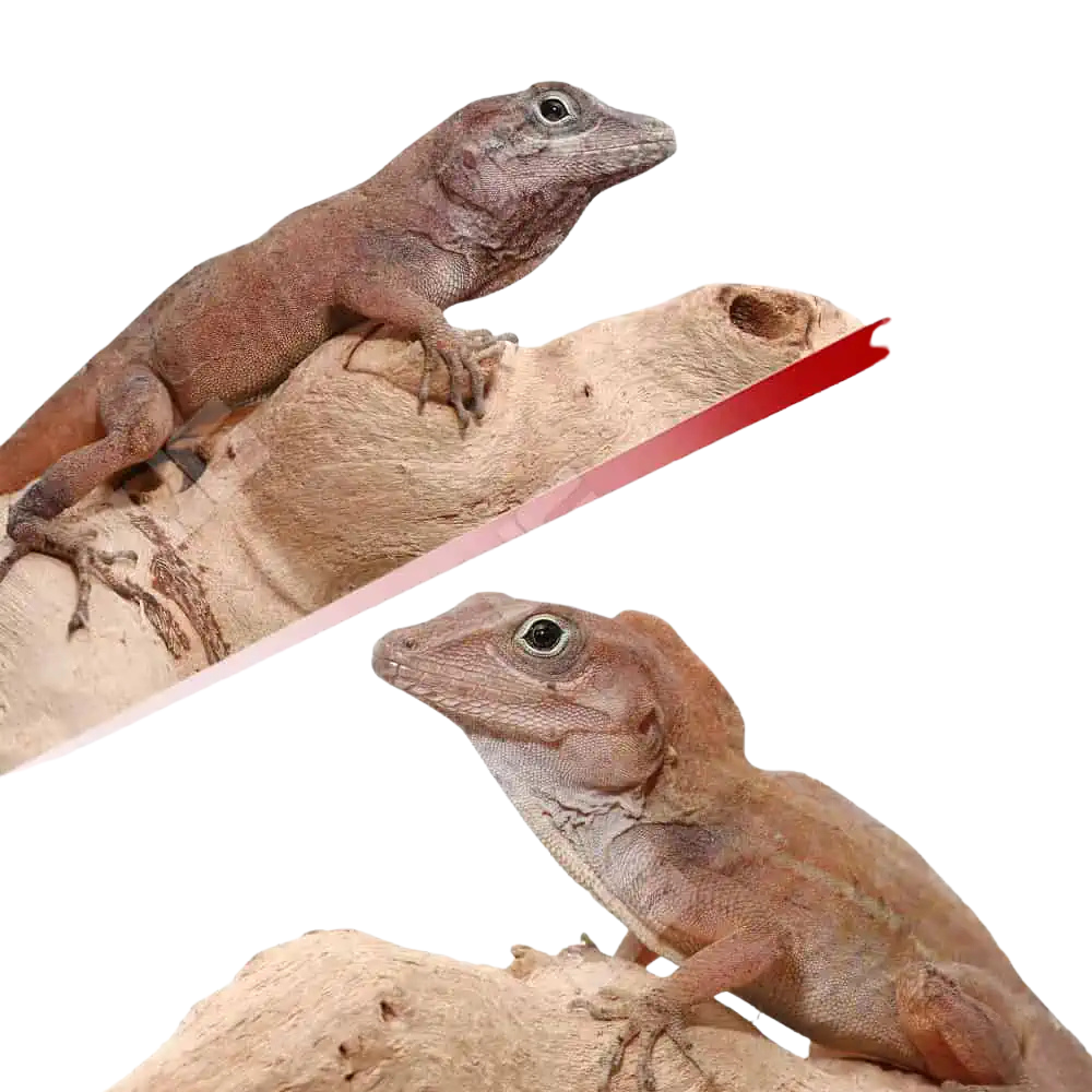 big-headed-anole-pair big headed anole pair