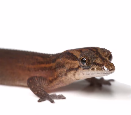 Bimini Reef Gecko