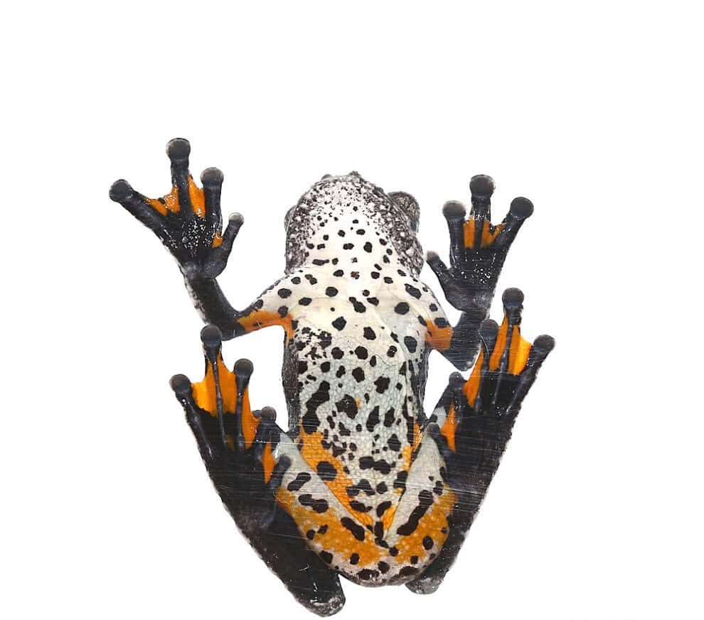 bird-poop-tree-frog bird poop tree frog e1746093416822