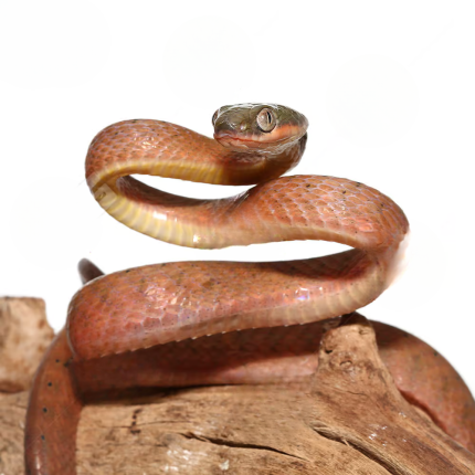 Black-Headed Cat Snake