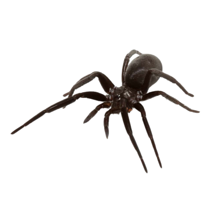Black Hole Spider