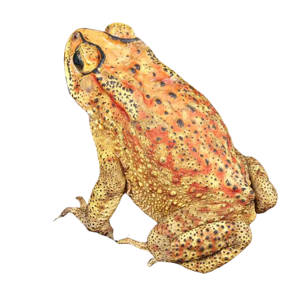 Black Spectacled Toad