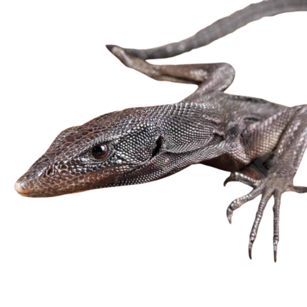 Black Tree Monitor Pair