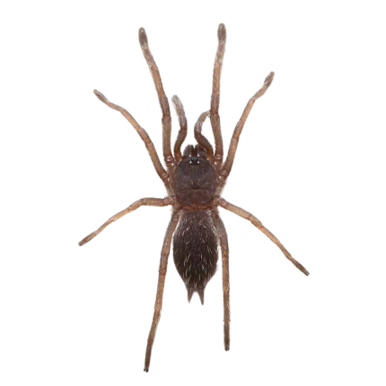 Black Velvet Tarantula (.25 – .75”)