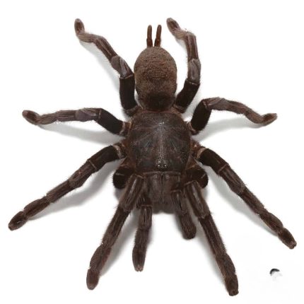 Black Velvet Tarantula (4 – 5”)