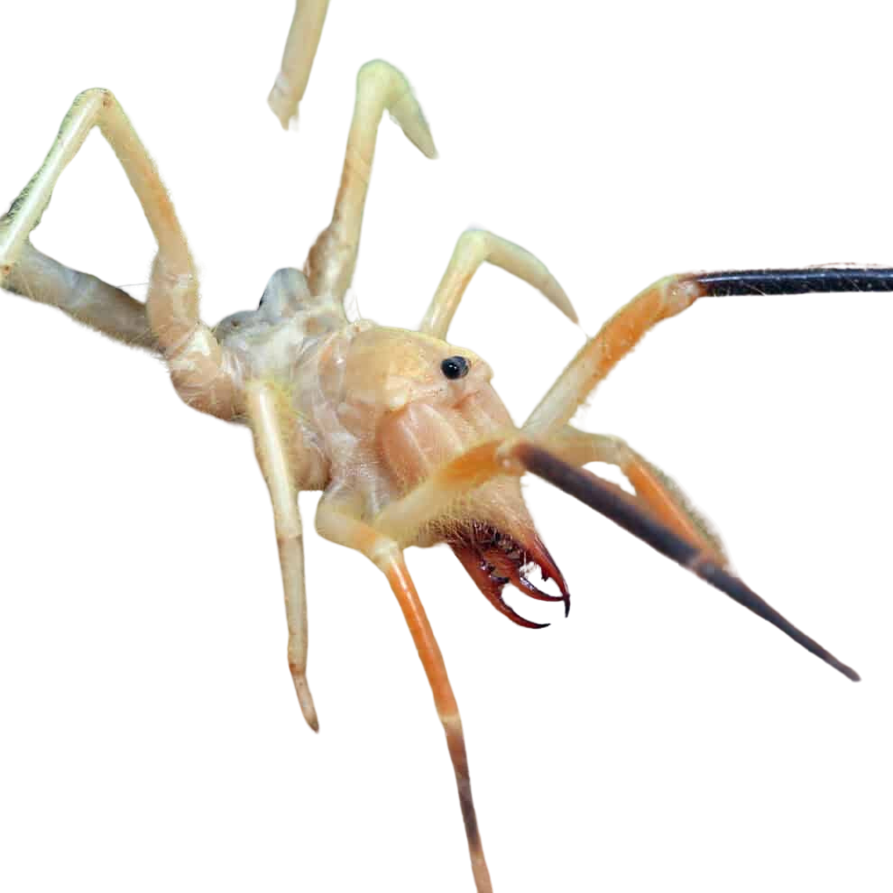 blonde-camel-spider (1) blonde camel spider 1