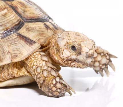 Blonde Male Greek Tortoise #2