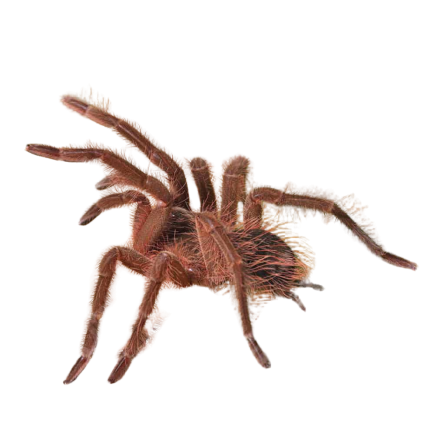 Blondi Goliath Birdeater Tarantula (1 – 2”)