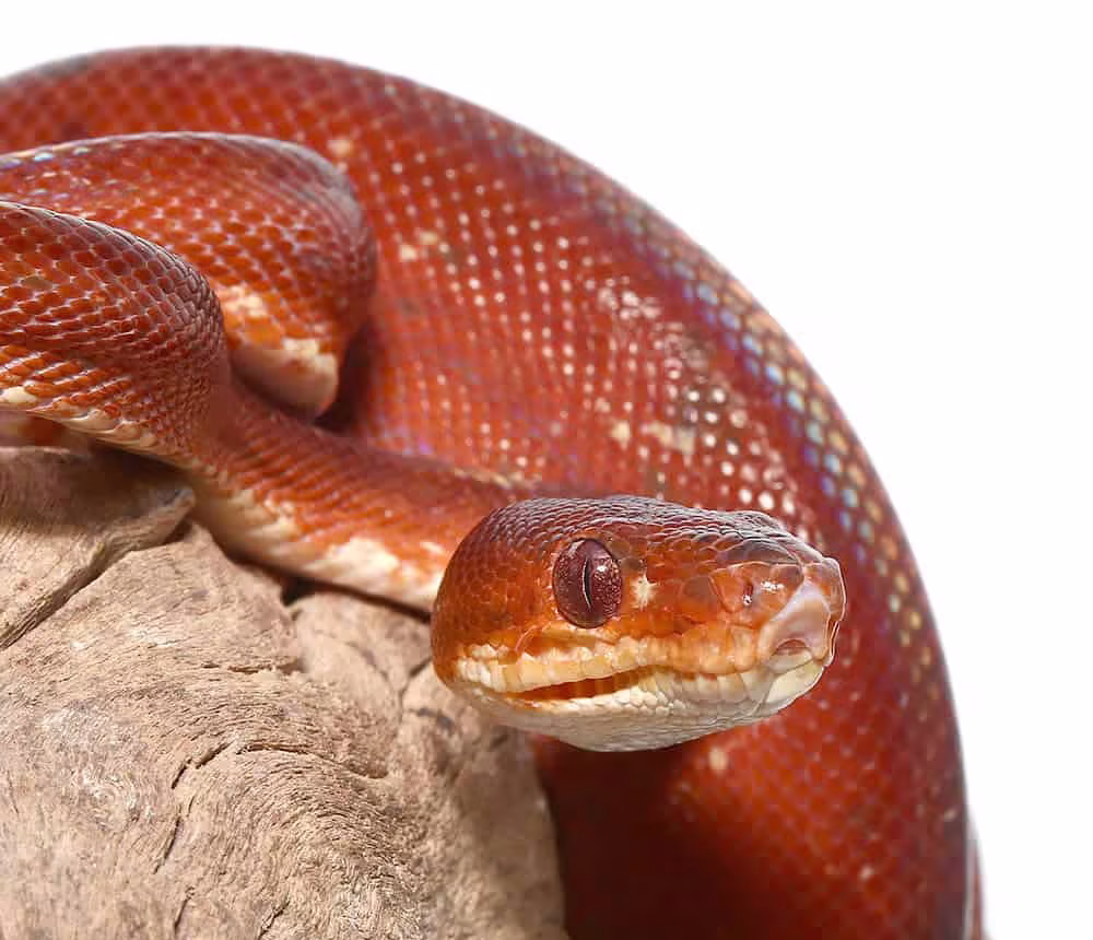 blood-red-amazon-tree-boa blood red amazon tree boa e1747056233275
