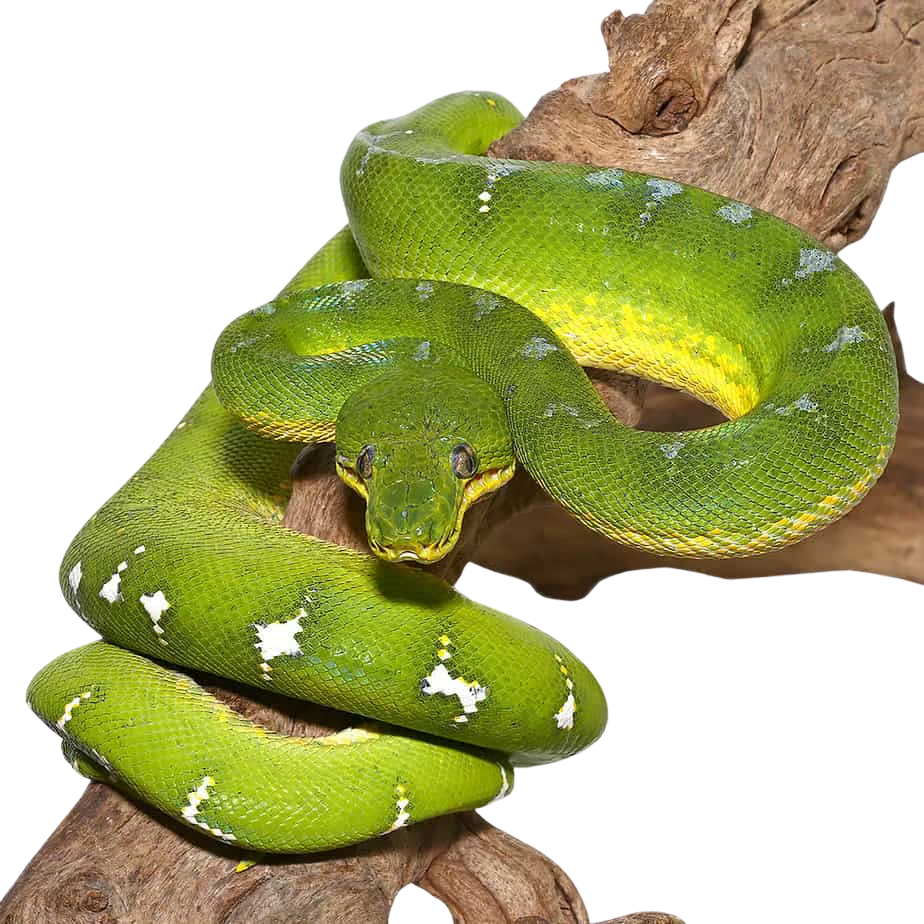 blue-emerald-tree-boa (1) blue emerald tree boa 1