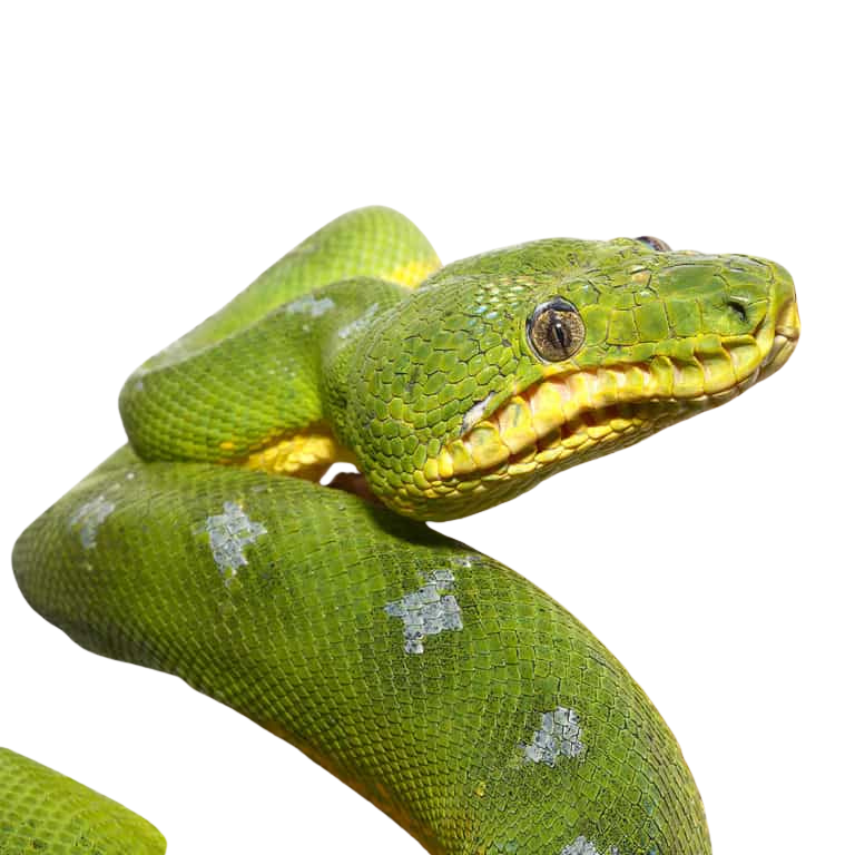 blue-emerald-tree-boa (2) blue emerald tree boa 2
