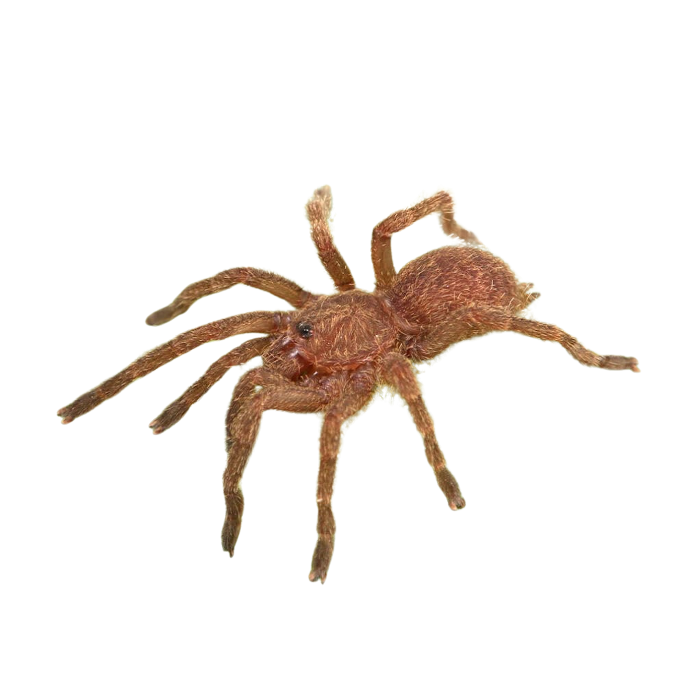 blue-foot-baboon-tarantula-5-–-1 (1) blue foot baboon tarantula 5 – 1 1