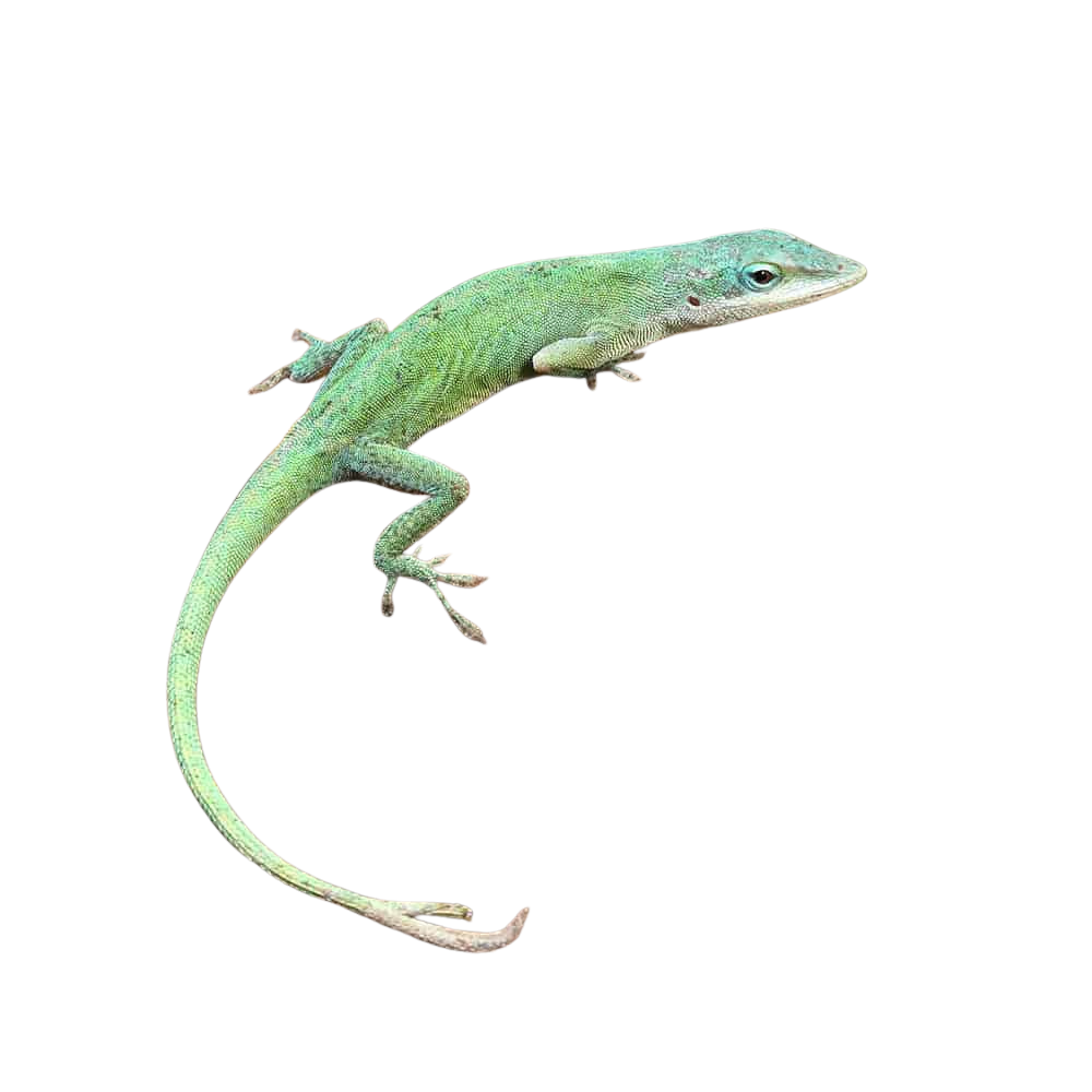blue-green-forktail-anole (1) blue green forktail anole 1