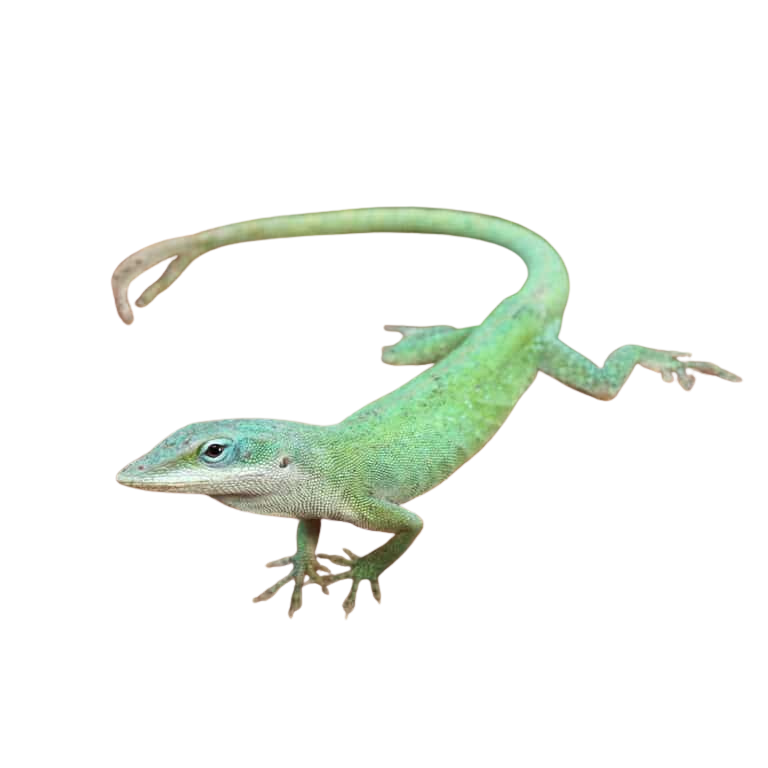 blue-green-forktail-anole (2) blue green forktail anole 2
