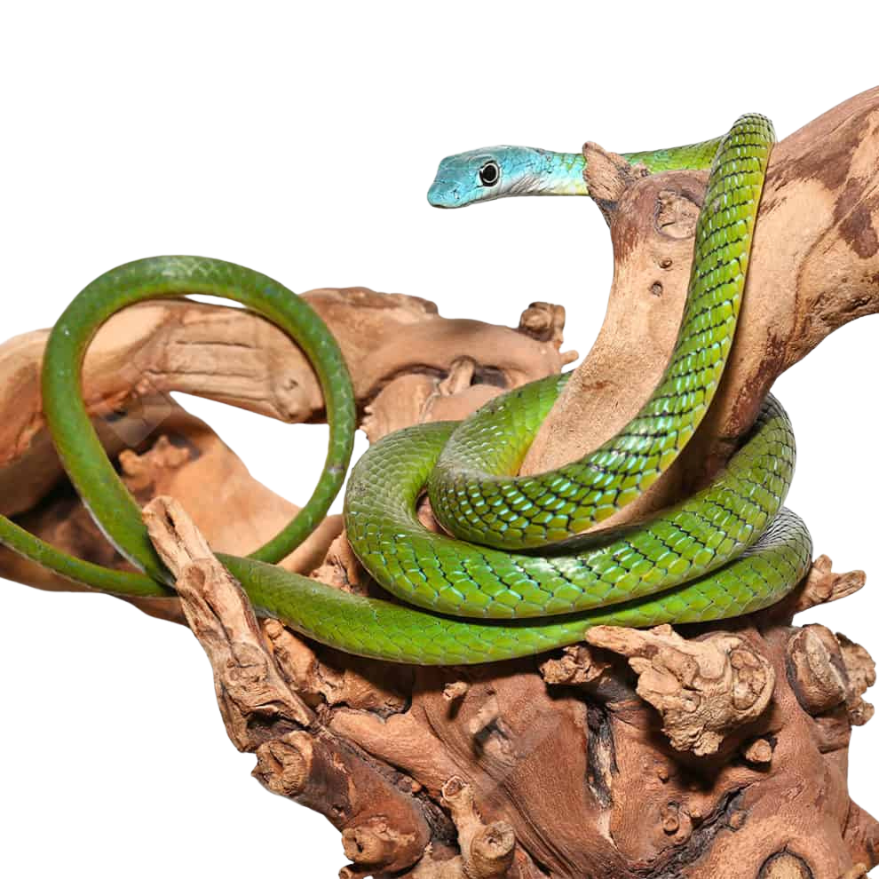 blue-head-green-bush-snake (1) blue head green bush snake 1