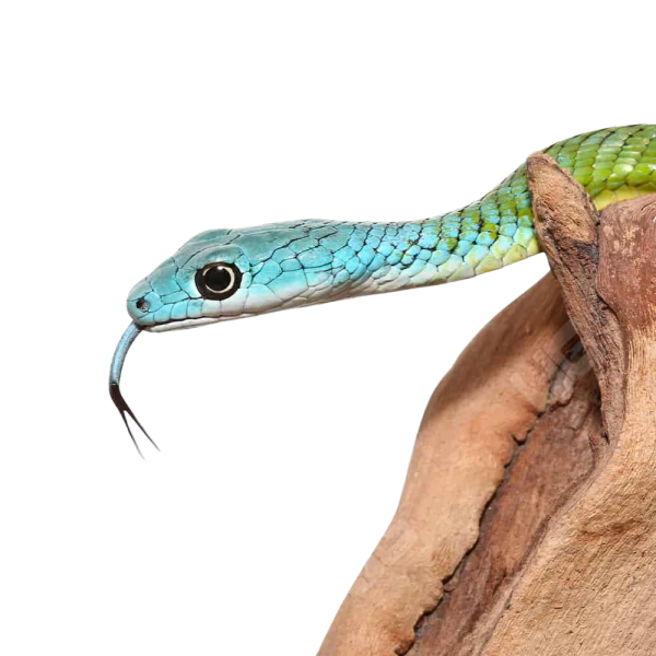Blue Head Green Bush Snake