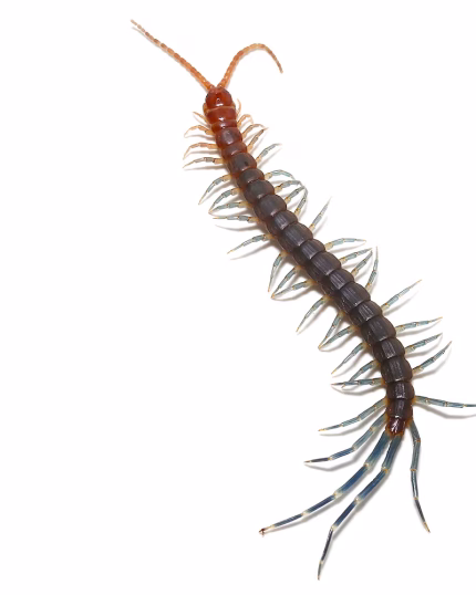 Blue Keeled Centipede