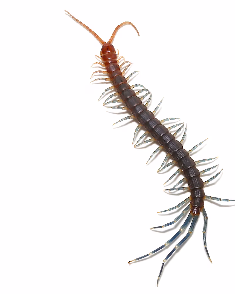 blue-keeled-centipede blue keeled centipede e1748187947636