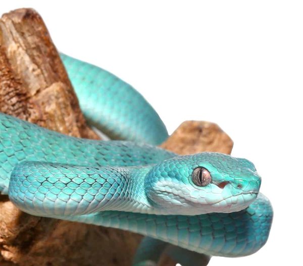 Blue Komodo Island Pit Viper