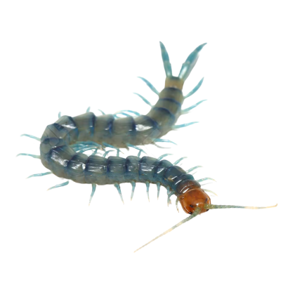 Blue Tiger Centipede