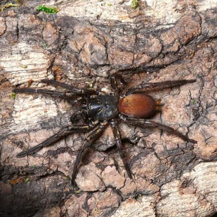 Bolivian Curtain Web Spider Pair (2”)