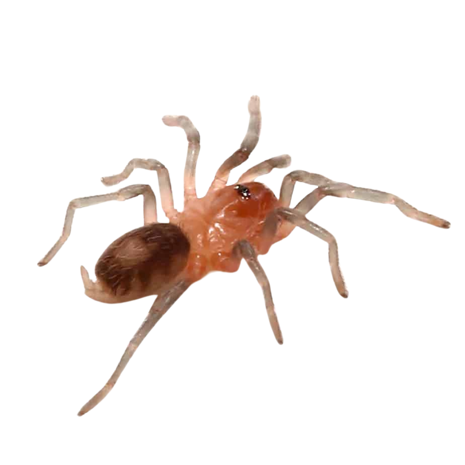 bolivian-dwarf-beauty-tarantula-25-–-75 (1) bolivian dwarf beauty tarantula 25 – 75 1