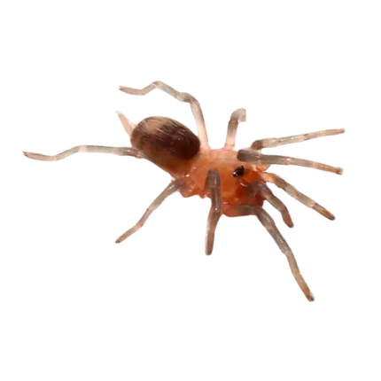 Bolivian Dwarf Beauty Tarantula (.25 – .75”)