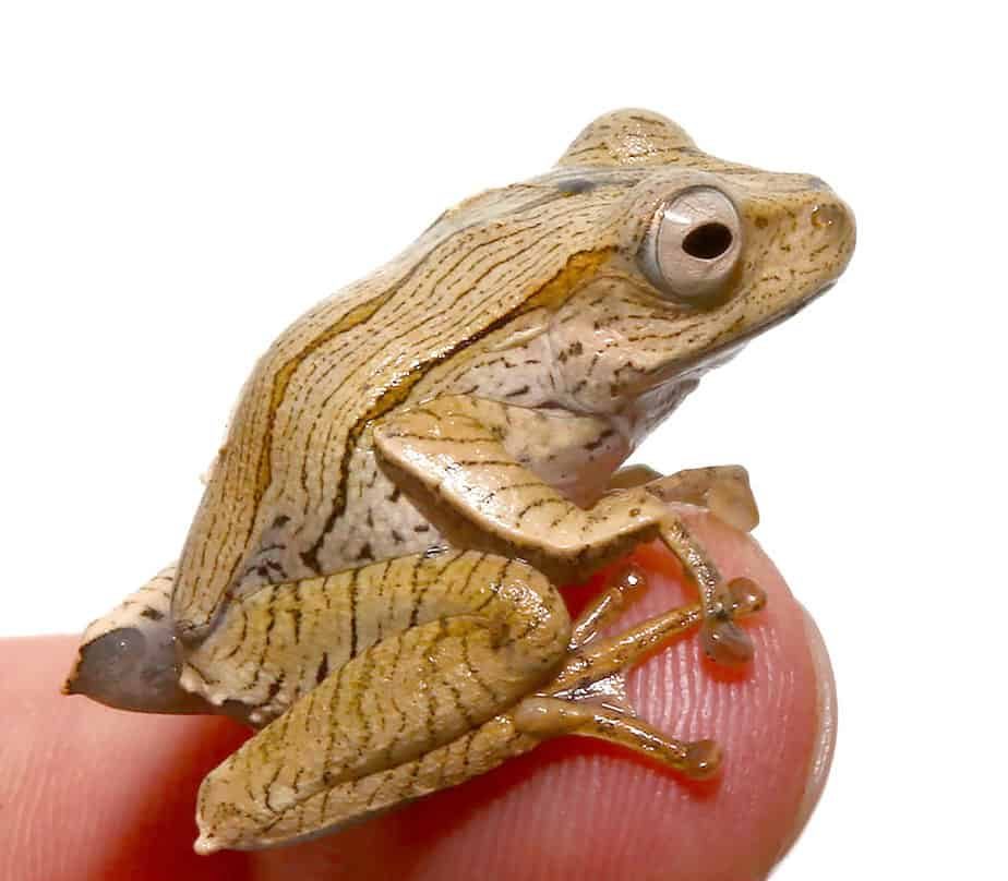 borneo-eared-frog borneo eared frog e1746094046956