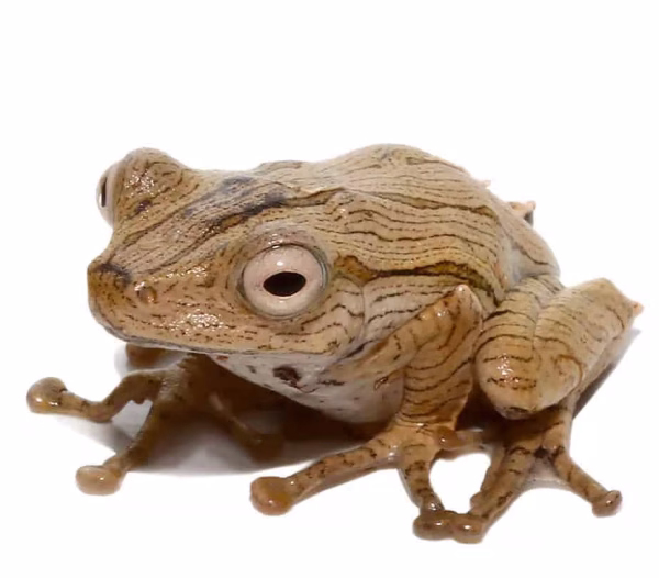 Borneo Eared Frog