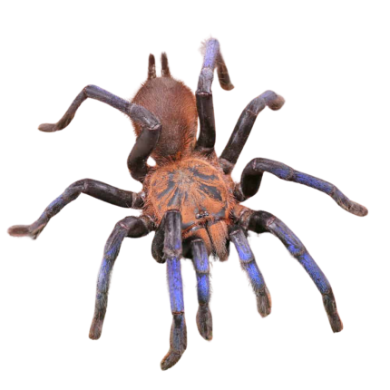 Borneo Neon Blue Leg Tarantula (3 – 4”)