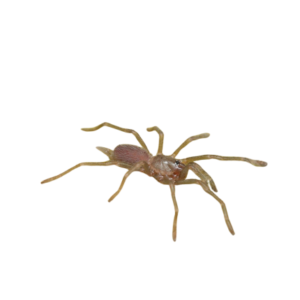Borneo Neon Blue Leg Tarantula (.5”)