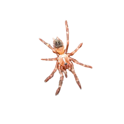 Brazilian Black and White Tarantula (.25 – .5”)