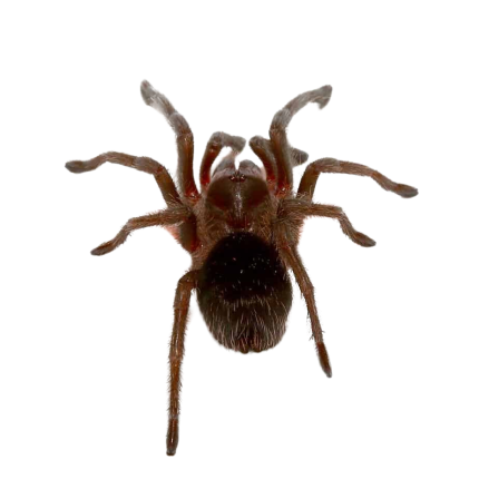 Brazilian Black Tarantula (2”)