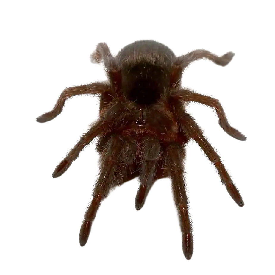 brazilian-black-tarantula-2 (2) brazilian black tarantula 2 2