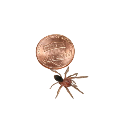 Brazilian Black Tarantula (.5”)