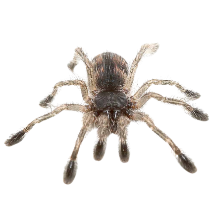 Brazilian Blue Green Pinktoe Tarantula (.25 – .75”)