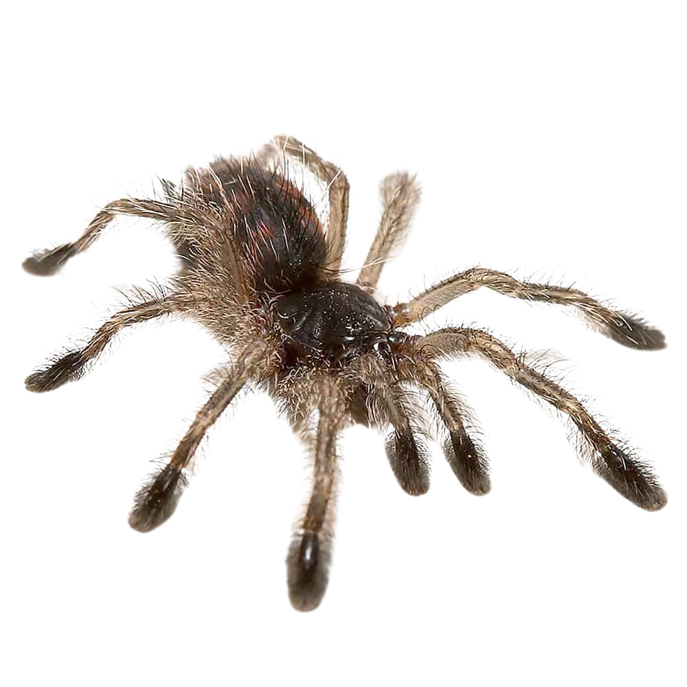 brazilian-blue-green-pinktoe-tarantula-25-–-75 (2) brazilian blue green pinktoe tarantula 25 – 75 2
