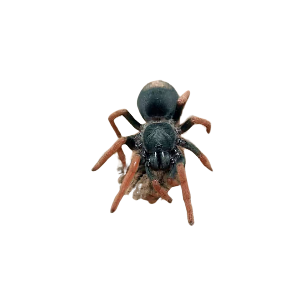 brazilian-dwarf-pink-leg-tarantula-25-–-75 (2) brazilian dwarf pink leg tarantula 25 – 75 2